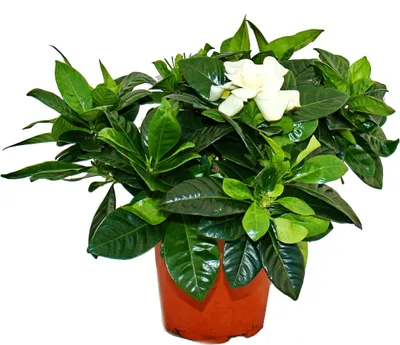 Obrázok produktu pre Gardenia - Voňavá kvitnúca rastlina s krémovo bielymi kvetmi, črepník 12 cm
