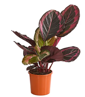 Produktbild von Dehner Korbmarante Dottie, Calathea, Schattengewächs, luftreinigend, ca. 40-50 cm inkl. Pflanztopf, Ø 14 cm, Zimmerpflanze