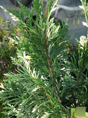 Produktbild von Cupressocyparis leylandii Silver Dust - Leylandzypresse - 40-60cm