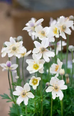 Produktbild von Berganemone Major, im Topf - Anemone multifida