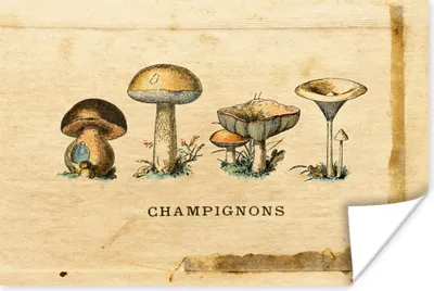 Produktbild von MuchoWow® Poster Pilz - Herbst - Natur 120x80 cm - Bilder