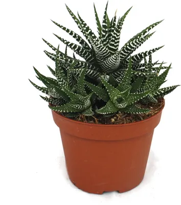 Zdjęcie produktu dla Haworthia fasciata - Zebra Haworthia - w doniczce 10,5 cm