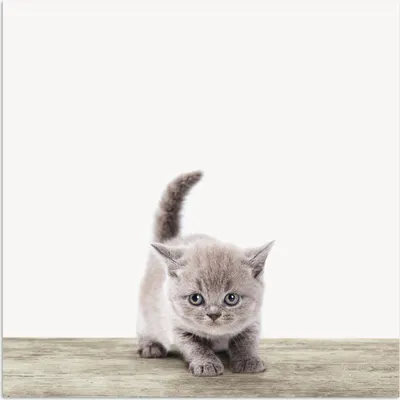 Produktbild von MuchoWow® Poster Kätzchen - Katze - Haustiere - Jungen - Kinder - Mädchen 75x75 cm - Wand Dekoration