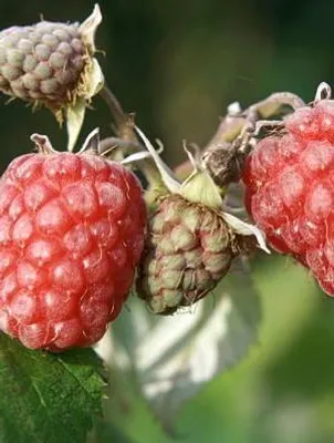 Obrázok produktu pre Rubus id. 'Zefa Herbsternte' - Malina 'Zefa Herbsternte' | 25 cm v kvetináči