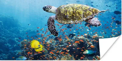 Produktbild von MuchoWow® Poster Schildkröte am Korallenriff 120x60 cm - Bild