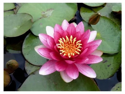 Produktbild von Nymphaea 'Attraction' im Pflanzkorb - Seerose, rot - winterhart - Qualitätsstaude