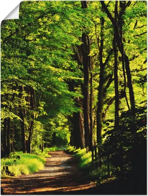 Produktbild von ARTland Poster Weg im Wald Größe: 45x60 cm