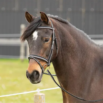 Obrázok produktu pre Harry's Horse Dvojfarebný Snaffle Black Full Black Full