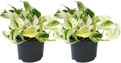 Produktbild von Efeutute Happy Leaf 2 Pflanzen Ø12cm Hängende Rankpflanzen Zimmerpflanzen