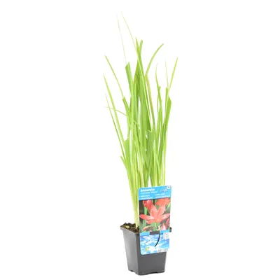 Produktbild von Bloomique - Schizostylis Mrs Hegarty - Spaltgriffel - Rosa - Teichpflanzen Winterhart - Wasserpflanzen - Zone 1-2 - Höhe 30-40 cm - Topf 9 cm