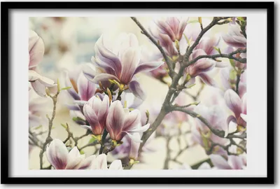 Produktbild von Bild 60x40 MDF-Rahmen, Wandkunst Magnolie