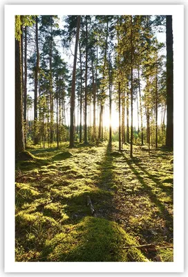 Produktbild von Poster - Poster ohne Rahmen - Wald Baum Natur - 61x91,5 cm - Wand Bild - Wanddeko - Wandbilder - Kunstposter - Wandposter - Bilder - Kunstdruck - Wanddekoration - Wandbild - P2XPA61x91-3724