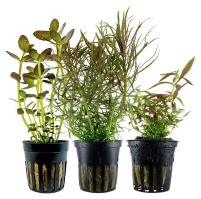 Produktbild von 'Buntes' Set mit 3 Topf Pflanzen Aquariumpflanzen Set 244 Wasserpflanzen AquaOne