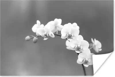 Produktbild von MuchoWow® Poster Orchidee - Blumen - Pflanze - Weiß - Lila 90x60 cm - Schlafzimmer