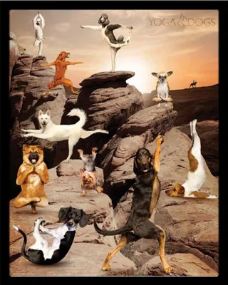 Produktbild von Yoga Dogs - Mini-Poster - Canyon + Wechselrahmen, Shinsuke® Mini MDF schwarz, Acryl-Scheibe