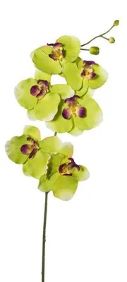 Produktbild von Kunstblume PHALAENOPSIS, ORCHIDEENZWEIG 76cm GRÜN