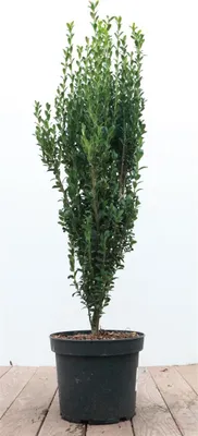 Produktbild von Ilex crenata 'Fastigiata', Japanische Stechpalme, immergrün, 60–80 cm