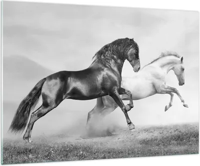 Produktbild von Bilder auf glas - Pferde Tiere Galopp Wiese - 100x70cm - Glasbilder - Wandbilder - Kunstdruck - zum Aufhängen bereit - Wanddekoration aus Glas - Glas Bilder - Wandbild auf Glas - GAA100x70-2683