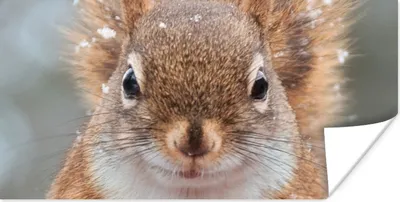 Produktbild von MuchoWow® Poster Eichhörnchen - Nagetier - Schneeflocke - Winter 80x40 cm - Wanddeko