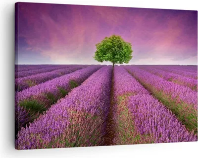 Produktbild von Bild auf Leinwand - Leinwandbild - Wiese lavenda Sommer Landschaft - 70x50cm - Wand Bild - Wanddeko - Leinwanddruck - Bilder - Kunstdruck - Wanddekoration - Leinwand bilder - Wandkunst - AA70x50-2605