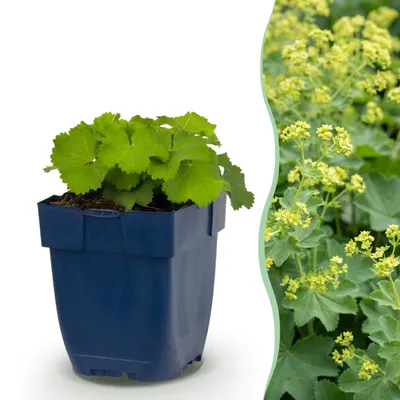 Zdjęcie produktu dla Alchemilla mollis – płaszczka – roślina okrywowa – żółta – 24 sztuki - 15-25cm - Ø11cm - Roślina ogrodowa