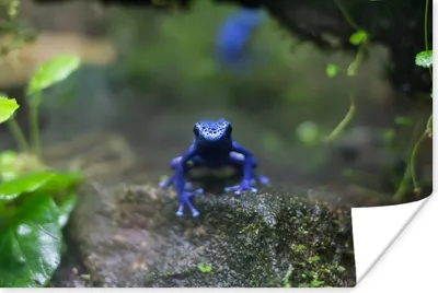 Produktbild von MuchoWow® Poster Blauer Frosch im Dschungel 90x60 cm - Schlafzimmer