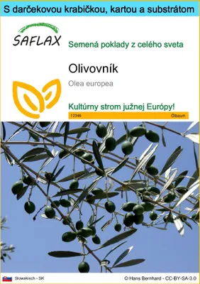 Obrázok produktu pre SAFLAX Darčeková sada - olivovník - Olea europea - 20 Semená - S darčekovou krabičkou, prepravným štítkom, darčekovou kartou a pestovateľským médiom