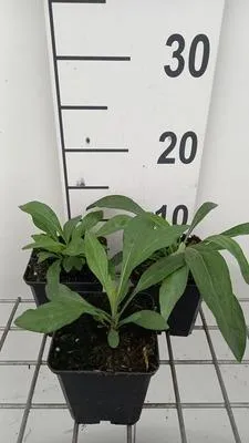 Immagine prodotto di 6 x Erigeron spec. 'Grandiflorus' - Raggio fine - Vaso 9 x 9 cm