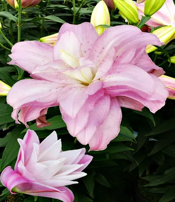 Immagine prodotto di Lilia orientale Lotus Spring 1 pz. Lilie bulbi di giglio bulbi Profumati