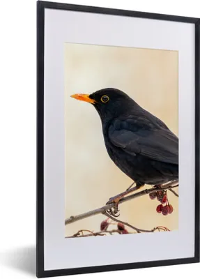 Produktbild von MuchoWow® Gerahmtes Poster Amsel - Vogel - Zweige - Beere - Rot 40x60 cm - Poster mit Schwarzem Bilderrahmen Wandposter Rahmen Foto Bilder - Poster in Rahmen