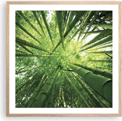 Produktbild von Gerahmtes Poster - Rahmen in heller Eiche - Bambus Dschungel Grün - 60x60 cm - Wand Bild - Wanddeko - Wandbilder - Wandposter - Bilderrahmen - Bilder - Kunstdruck - Wandbild - P2NAC60x60-4235