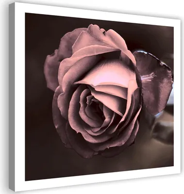 Produktbild von Leinwandbild schöne rosenblüte 30x30 cm Feeby rosa wandbild bereit zum aufhängen