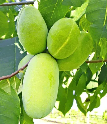 Produktbild von BALDUR Garten HÄBERLI'S Indianer-Banane® Prima®, 1 Pflanze, winterhart, mehrjährig & pflegeleicht, veredelt, einzigartiges Aroma, selbstfruchtend, vitaminreich & gesund