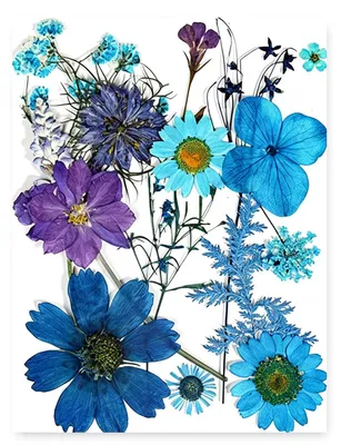 15 gepresste blaue Trockenblumen für DIY-Harz-Kunst