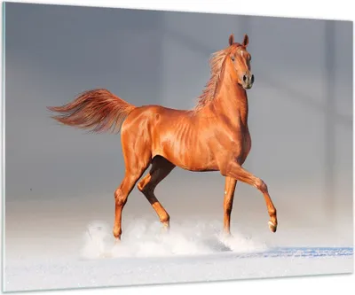 Produktbild von Bilder auf glas - Tiere Pferd Galopp Geschwindigkeit - 100x70cm - Glasbilder - Wandbilder - Kunstdruck - Wanddekoration aus Glas - Glas Bilder - Wandbild auf Glas - GAA100x70-2590