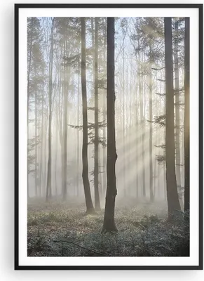 Produktbild von Gerahmtes Poster - Schwarzer Rahmen - Wald Baum Natur - 70x100 cm - Wand Bild - Wanddeko - Wandbilder - Kunstposter - Wandposter - Bilderrahmen - Bilder - Kunstdruck - Wandbild - P2BPA70x100-3749