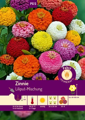 Artikelbild 1 von 'Zinnie Liliput-Mischung' aus der Kategorie Zinniensamen