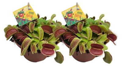 Immagine prodotto di Dionaea Muscipula | 2 pezzi - 12cm - Ø12cm - Pianta d'appartamento - Sempreverde - Multideal