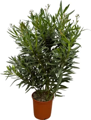 Produktbild von Nerium Oleander keř s červeným květem - 110 cm - Ø27Cm