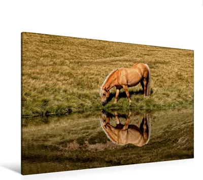 Produktbild von Calvendo Textil-Leinwand 120 cm x 80 cm quer Ein Motiv aus dem Kalender Pferde - Hobby und Leidenschaft, Niederkofler Georg; 7353504
