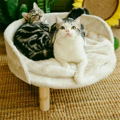 Two cats are resting in a plush cat bed with wooden legs, placed on a woven rug. Green plants and a sunflower decoration are visible in the background.