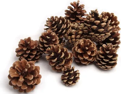 Produktbild von Tannenzapfen, Größe ca. 5-6cm, 1kg, ca. 50 Stk. | Pinus nigra