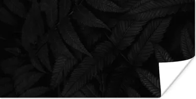 Produktbild von MuchoWow® Poster Blätter - Schwarz - Weiß - Pflanzen - Botanisch 40x20 cm - Poster für die Wand - Poster Schlafzimmer