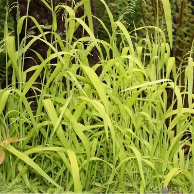 Produktbild von 6 x Gelbes Flattergras  - Milium effusum 'Aureum'  | Topf 9cm x 9cm