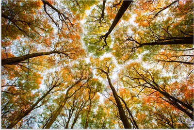 Produktbild von MuchoWow® Poster Wald - Bäume - Herbst 180x120 cm - Fotoplakat