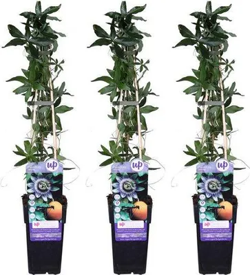 Produktbild von Passiflora caerulea 3 Pflanzen Ø15cm Blaue Passionsblume Exotisch Kletterpflanze
