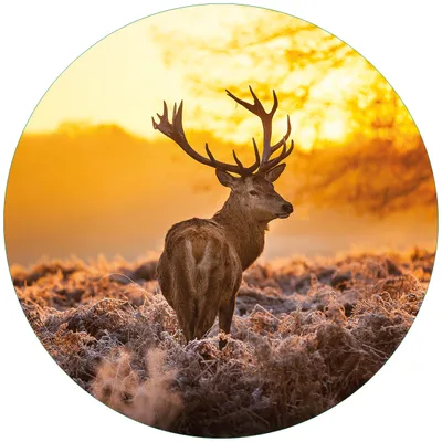 Produktbild von Wallario Premium Glasbild, freischwebende Optik, kräftige Farben, rund 50cm Durchmesser, Motiv stattlicher Rothirsch im Morgengrauen