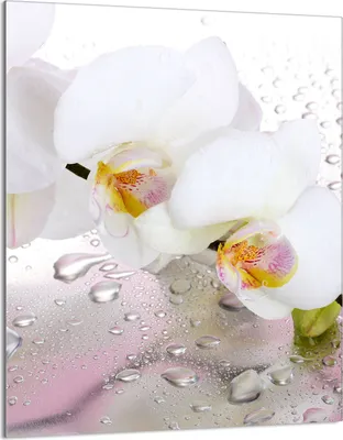 Image de Plaque de recouvrement pour cuisinière 40x52 Vitrocéramiquefeld Couverture anti-éclaboussures Plaque de verre Déco Planche à découper, Orchidée Blanc