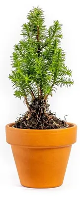 Obrázek produktu pro Gardners Chamaecyparis thyoides Alpica, průměr 6 cm