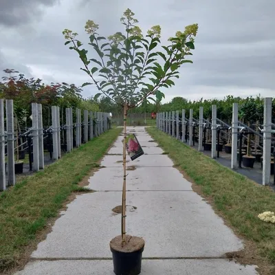 Zdjęcie produktu dla Hydrangea pan. Vanille-Fraise® ('Renhy'PBR) – hortensja | 90 cm w doniczce